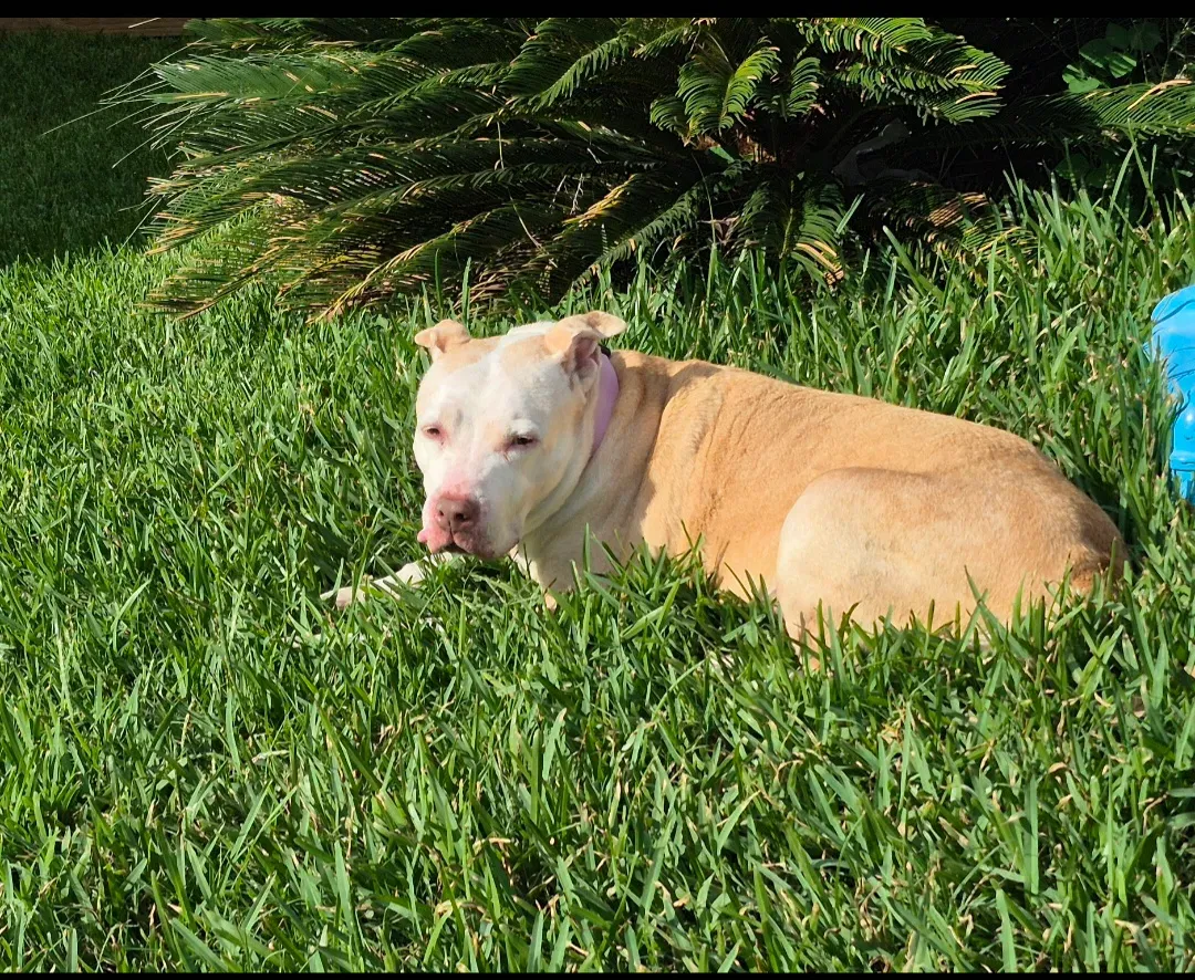 A relaxed dog resting in the grass